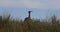 Kori Bustard Kgalagadi South Africa