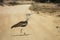 Kori bustard in Kgalagadi transfrontier park, South Africa