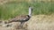 kori bustard at serengeti national park in tanzania