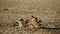 Kori bustard taking a dust bath