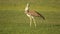 Kori bustard walking