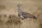 Kori bustard walking the Etosha plains