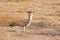 Kori bustard walking in the grass in the Ngorongoro Conservation Area, Tanzania