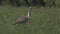 Kori bustard Walking On The Grassy Field In El Karama Lodge In Kenya -