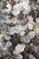 KorKorean clematis. Close up image of seedheads.