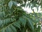 Koro rivet leaves and fruit are Salam koja leaves and fruit Murraya koenigii syn. Chalcas koenigi or curry leaves