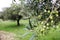 Koroneiki olives on olive tree in Greece