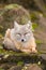 A korsak fox sitting on a rock