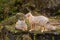 Korsak foxes sitting on a rock