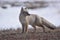 Korsak, or steppe Fox Vulpes corsac stands in the early spring in the steppe and examines its territory.