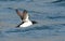 Kortbekzeekoet, Thick-billed Murre, Uria lomvia