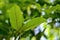 Korth Cottage Leaves Kratom flowers growing in nature are addictive and medical