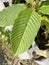 Korth Cottage Leaves Kratom flowers growing in nature are addictive and medical