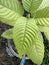 Korth Cottage Leaves Kratom flowers growing in nature are addictive and medical