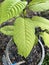 Korth Cottage Leaves Kratom flowers growing in nature are addictive and medical