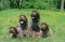 KORTHAL DOG OR WIRE-HAIRED GRIFFON, GROUP OF ADULTS SITTING ON GRASS