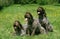 Korthal Dog or Wire-Haired Griffon, Group standing on Grass