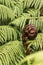 Koru frond