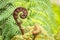 Koru frond - New Zealand silver fern with blurred background and copy space