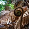 A koru just starting to unfurl into a new fern leaf, New Zealand