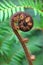 Koru Tree Fern Symbol of New Zealand