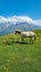 Koruldi Lake -  A horse grazing on a alpine meadow with view on mountains in Upper Svaneti, Caucasus, Georgia.
