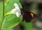 Koruthaialos sindu, the bright red velvet bob, is a butterfly belonging to the family Hesperiidae.