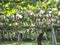 Koshu Grape hanging from grapevine trellis