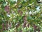 Koshu Grape hanging from grapevine trellis