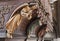 Kosice - Angel wooden statue on organ from 19. cent. in Saint Elizabeth gothic cathedral