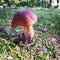 Koster sweden mushroom autumn