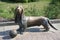 KOSTROMA, RUSSIA - July 16: Sculpture dog breed basset in Kostroma