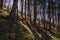 Kotor - Idyllic hiking trail through fir forest from Kotor to Derinski Vrh, Montenegro, Balkan, Europe. Mystical light shining