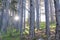 Kotor - Idyllic hiking trail through fir forest from Kotor to Derinski Vrh, Montenegro, Balkan, Europe. Starburst light shining