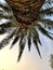 Kotor montenegro palm