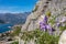 Kotor - Purple bellflower with panoramic view from Kotor city walls on Kotor bay, Adriatic Mediterranean Sea, Montenegro