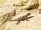 Kotschy\\\'s gecko, Mediodactylus kotschyi