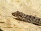 Kotschy\\\'s gecko, Mediodactylus kotschyi