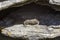 Kotschy`s gecko Mediodactylus kotschyi  sitting on a stones close-up in a sunny day