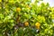 Kou Cordia subcordata flowering tree with orange flowers in Mexico