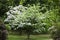 Kousa Dogwood