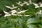 Kousa dogwood, Cornus kousa, close-up green-white flowers