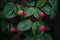 Kousa, kousa dogwood, Chinese Korean Japanese dogwood. Close up of bright red autumn fruit on Cornus kousa tree in