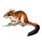 Kovari marsupial mouse. Cute brown animal sitting on a branch. Mouse, a rodent with a long tail. Isolate, full color
