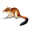 Kovari marsupial mouse. Cute brown animal sitting. Mouse, a rodent with a long tail. Isolate, vector illustration