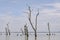 Kow Swamp, Victoria Australia. Water scene with dead trees