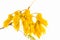 Kowhai flower isolated on a white background
