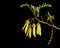 The Kowhai flowers, leaves and seed pod, a native tree of New Zealand