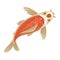 Koyo fish icon, bright beautiful water symbol