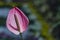 Kozohara Anthurium Flower with blurred background